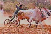 तब्बल 40 वर्षानंतर बोखारा फेटरी जि. प. सर्कलमध्ये शंकरपटांचे आयोजन