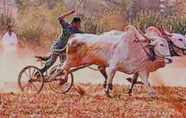तब्बल 40 वर्षानंतर बोखारा फेटरी जि. प. सर्कलमध्ये शंकरपटांचे आयोजन