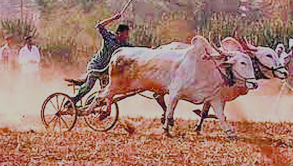 तब्बल 40 वर्षानंतर बोखारा फेटरी जि. प. सर्कलमध्ये शंकरपटांचे आयोजन